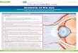 Anatomy of the eye - clinicalskills.net