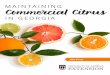 Maintaining Commercial Citrus in Georgia