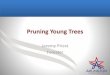 Pruning Young Trees - Arlington, Texas