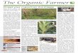 Protect your maize from this disease - Infonet Biovision
