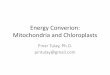 Energy Converion: Mitochondria and Chloroplasts