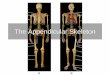 The Appendicular Skeleton - Semantic Scholar