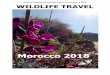 Morocco 2018 Trip Report - Wildlife Travel