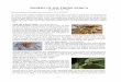 SPIDERS OF SOUTHERN AFRICA - Rhodesian Study Circle