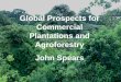 Global Prospects for Commercial Plantations and 