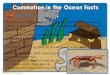 Commotion in the Ocean Facts - jackfield.stoke.sch.uk