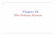 Chapter 24: The Urinary System - Houston Community College