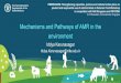 Mechanisms and Pathways of AMR in the environment