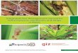 Integrated Pest Management manual for Fall armyworm 