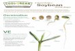 A Visual Guide to Soybean