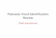 Paleozoic-Fossil Identification Review