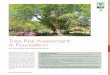 Tree Risk Assessment: A Foundation