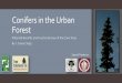 Greening the Urban Forest With Conifers - Seattle