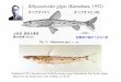 Bthysauroides gigas (Kamohara, 1952) - Kochi U