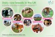 Dairy cow breeds in the UK - Food - a fact of life