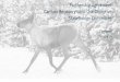 Partnership Agreement Caribou Recovery Land Use Objective 
