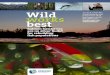 Wild To watch a short film about hatcheries and to learn 
