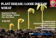 PLANT DISEASE: LOOSE SMUT OF WHEAT