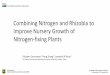 Combining Nitrogen and Rhizobia to Improve Nursery Growth 