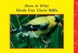 Birds Use Their Bills layout - Rainbow Resource Center