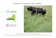 Southern Tier Stocker Cattle Initiative