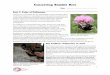 Conserving Bumble Bees Teacher Key - cdn
