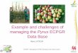 Example and challenges of managing the Pyrus ECPGR Data Base