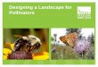 Designing a Landscape for Pollinators