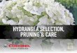 HYDRANGEA SELECTION, PRUNING & CARE