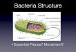 Bacteria Structure - Weebly