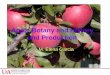 Apple Botany and History and Production