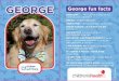 Therapy Dog Trading Cards - Children’s Health