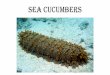 Sea cucumbers - shcollege.ac.in