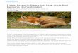Using foxes to figure out how dogs first became domesticated