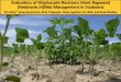 Evaluation of Glyphosate-Resistant Giant Ragweed Ambrosia trifida