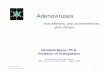 Moran Viruses Course Lecture Slides Nov 2008.ppt