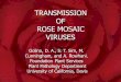 TRANSMISSION OF ROSE MOSAIC VIRUSES
