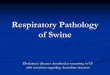 Respiratory Pathology NOT TO BE REPRODUCED of Swine