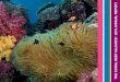 2010 annual report - Coral Reef Alliance