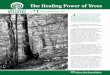 The Healing Power of Trees Tree City USA Bulletin ORDER 