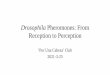 Drosophila Pheromones: From Reception to Perception