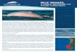 BLUE WHALES, - WWF