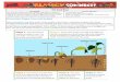 Germination Stages: From seed to plant