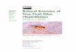Natural Enemies of True Fruit Flies (Tephritidae) - USDA - APHIS