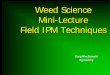 Weed Identification Techniques - University of Florida