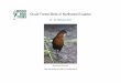 Cloud Forest Birds of Northwest Ecuador - Mindo Bird Tours