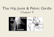The Hip Joint & Pelvic Girdle