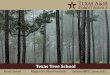 Texas Tree School