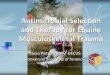 antimicrobial selection and therapy for equine 