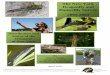 The New York Dragonfly and Damselfly Survey 2005-2009